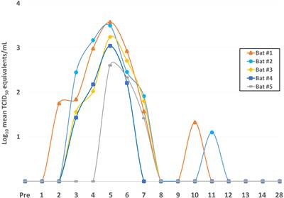 Peripheral immune responses to filoviruses in a reservoir versus spillover hosts reveal transcriptional correlates of disease